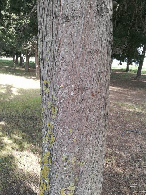 Cupressus sempervirens (cfr.)